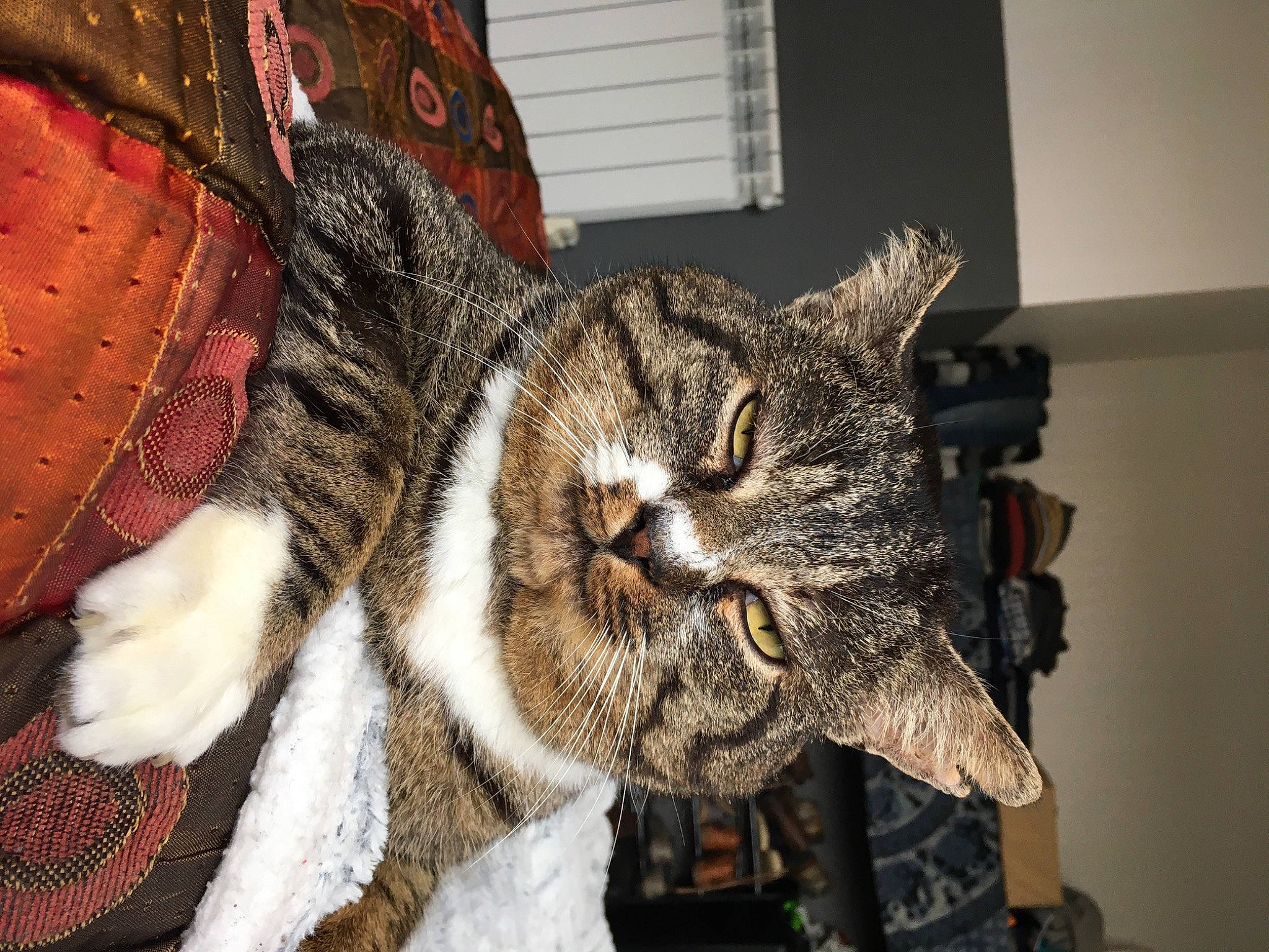 Pluche participe au concours pour gagner de l'argent avec cette photo : art, carnivore, cat, claw, domestic_short_haired_cat, event, eye, fashion_accessory, felidae, fur, head, metal, pattern, small_to_medium_sized_cats, snout, terrestrial_animal, tree, whiskers, window, wool