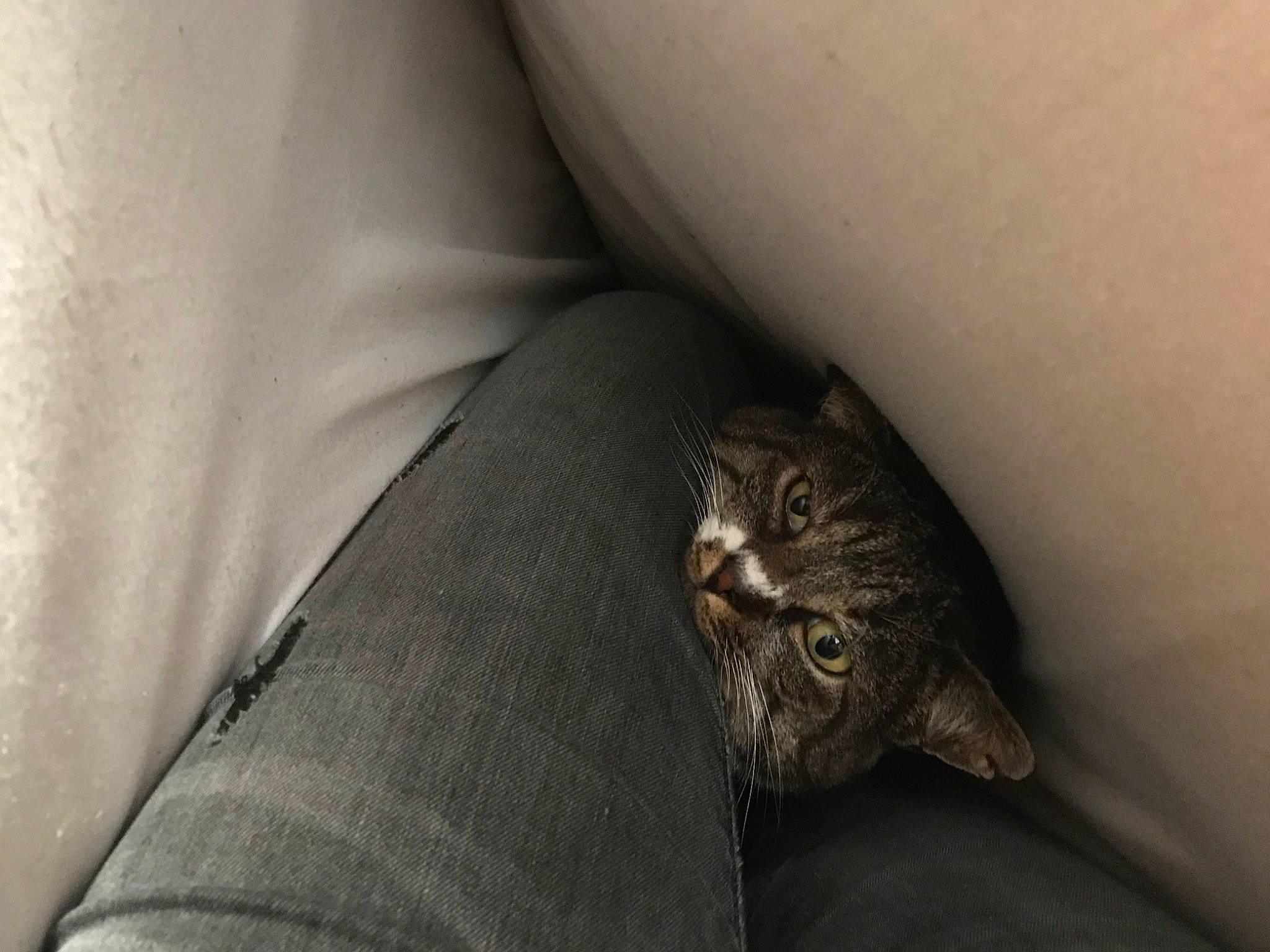 Pluche a rejoint le concours — aidez-le/la à gagner de superbes lots ! carnivore, cat, claw, comfort, darkness, domestic_short_haired_cat, felidae, fur, grey, human_leg, linens, monochrome_photography, paw, small_to_medium_sized_cats, tail, whiskers, wood