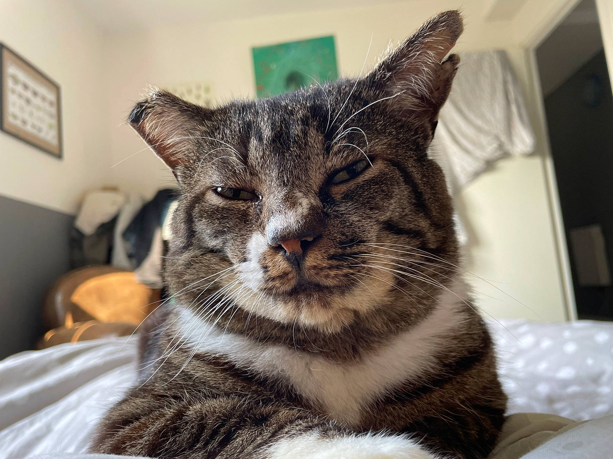 Pluche participe au concours pour gagner de l'argent avec cette photo : carnivore, cat, cat_supply, claw, domestic_short_haired_cat, felidae, fur, paw, picture_frame, small_to_medium_sized_cats, snout, terrestrial_animal, whiskers, window