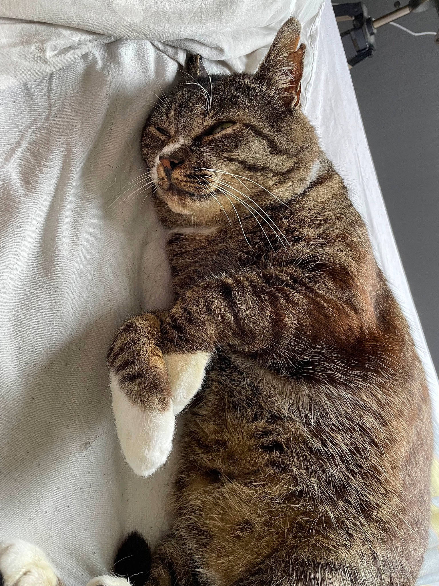 Pluche participe au concours pour gagner de l'argent avec cette photo : carnivore, cat, claw, comfort, domestic_short_haired_cat, felidae, fur, paw, sitting, small_to_medium_sized_cats, snout, tail, terrestrial_animal, tree, whiskers, wildlife