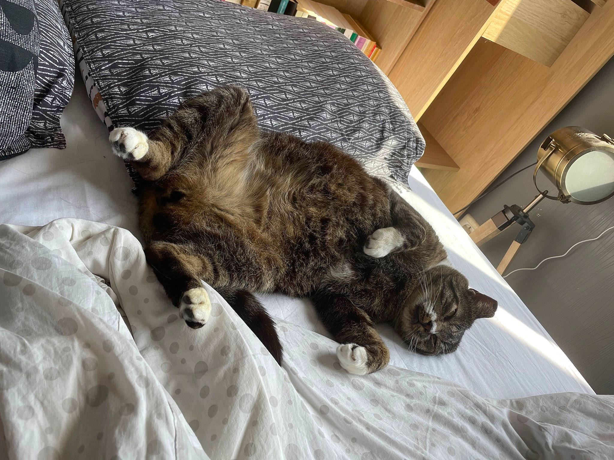 Pluche a rejoint le concours — aidez-le/la à gagner de superbes lots ! canidae, carnivore, cat, claw, comfort, domestic_short_haired_cat, felidae, fur, lamp, light_fixture, linens, nap, paw, small_to_medium_sized_cats, snout, sporting_group, tail, terrestrial_animal, whiskers, wood