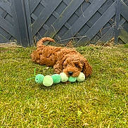 Tigger joined the competition — help win amazing prizes! puppy, dog, grass, toy, plush, green, outdoor, cute, brown, pet, animal, playful, fence, young, fur, nature, small, lying, adorable, canine
