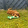 puppy, dog, grass, toy, plush, green, outdoor, cute, brown, pet, animal, playful, fence, young, fur, nature, small, lying, adorable, canine