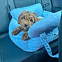 Tigger is registered to the contest to win money with this photo: puppy, dog, pet_bed, blue, car_seat, fur, cute, animal, inside_car, leather_seat, collar, young_dog, cozy, resting, car_interior, looking, small_dog, domestic_animal, seatbelt, comfort
