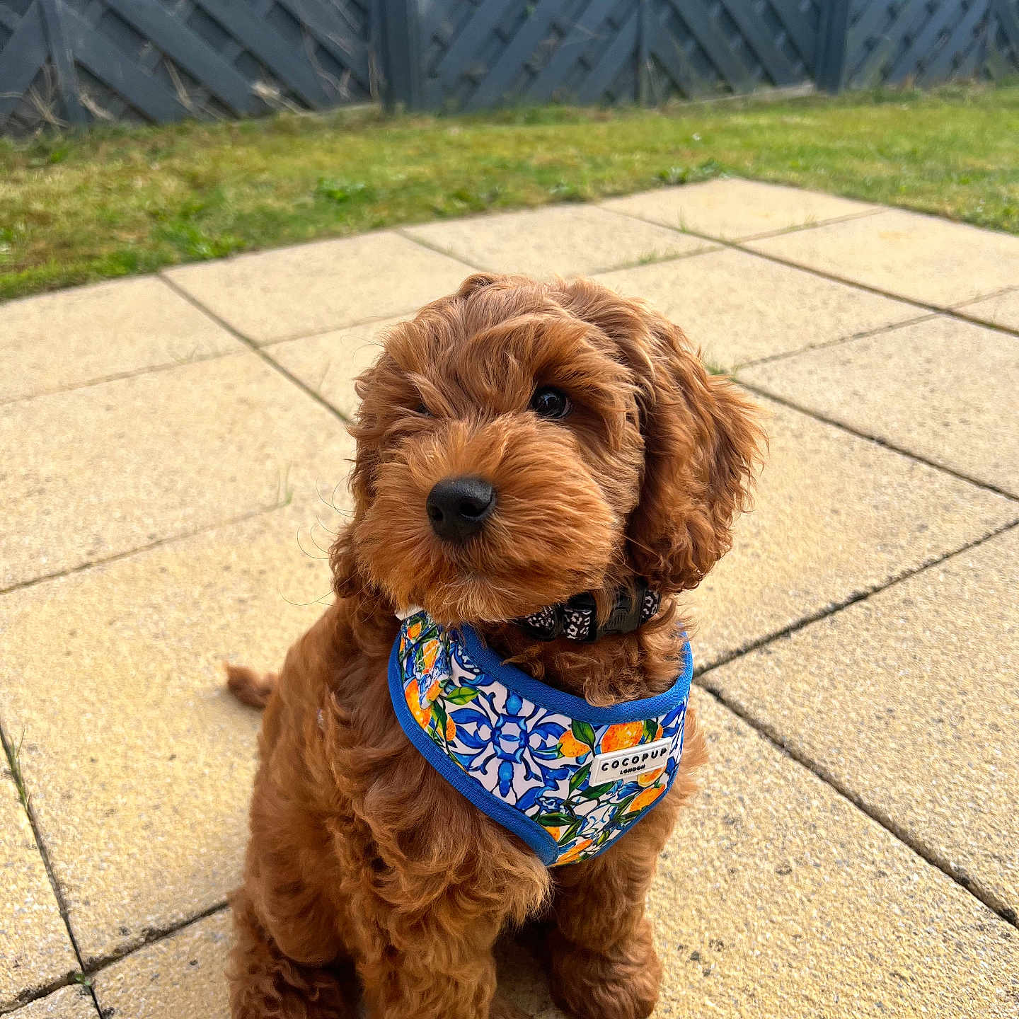 Tigger is registered to the contest to win money with this photo: adorable, animal, brown_fur, companion, curious, curly_fur, cute, dog, fence, fluffy, garden, harness, outdoor, patio, pet, puppy, sitting, small, tiles, young_dog