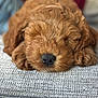 Tigger is registered to the contest to win money with this photo: puppy, dog, sleeping, close_up, brown, fluffy, nose, eyes_closed, texture, fabric, cute, pet, animal, resting, soft, indoors, cozy, peaceful, adorable, young