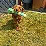 dog, puppy, toy, grass, outdoor, playful, brown, pet, cute, running, sunlight, fence, garden, yard, happy, animal, canine, fun, small_dog, nature