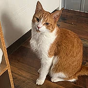 Pumpkin joined the competition — help win amazing prizes! cat, ginger_cat, white_cat, pet, indoor, wooden_floor, door, curious, sitting, feline, animal, domestic_cat, fur, whiskers, ears, flooring, house, looking_up, portrait, companion