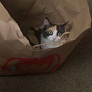 Tilly joined the competition — help win amazing prizes! animal, brown_paper_bag, calico_cat, carpet, cat, curious, cute, domestic_animal, ears, feline, fur, hideout, household, indoor, looking_up, pet, playful, small_space, whiskers, wide_eyes