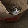animal, brown_paper_bag, calico_cat, carpet, cat, curious, cute, domestic_animal, ears, feline, fur, hideout, household, indoor, looking_up, pet, playful, small_space, whiskers, wide_eyes