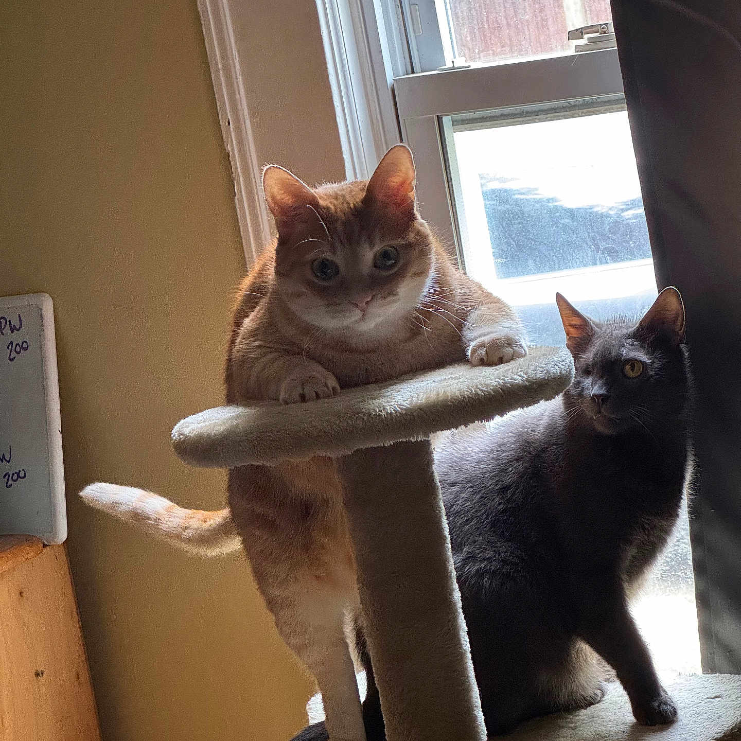 Mercury And Egg joined the competition — help win amazing prizes! abyssinian, animal, architecture, armchair, blackcat, cat, chair, couch, furniture, hardwood, homedecor, kitten, manx, pet, plywood, shelf, siamese, window, windowsill, wood
