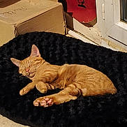 Soprano a rejoint le concours — aidez-le/la à gagner de superbes lots ! cat, ginger_cat, sleeping, cushion, black_cushion, cardboard_box, door, sunlight, indoor, relaxation, pet, animal, paw, fur, cozy, resting, home, quiet, peaceful, cute
