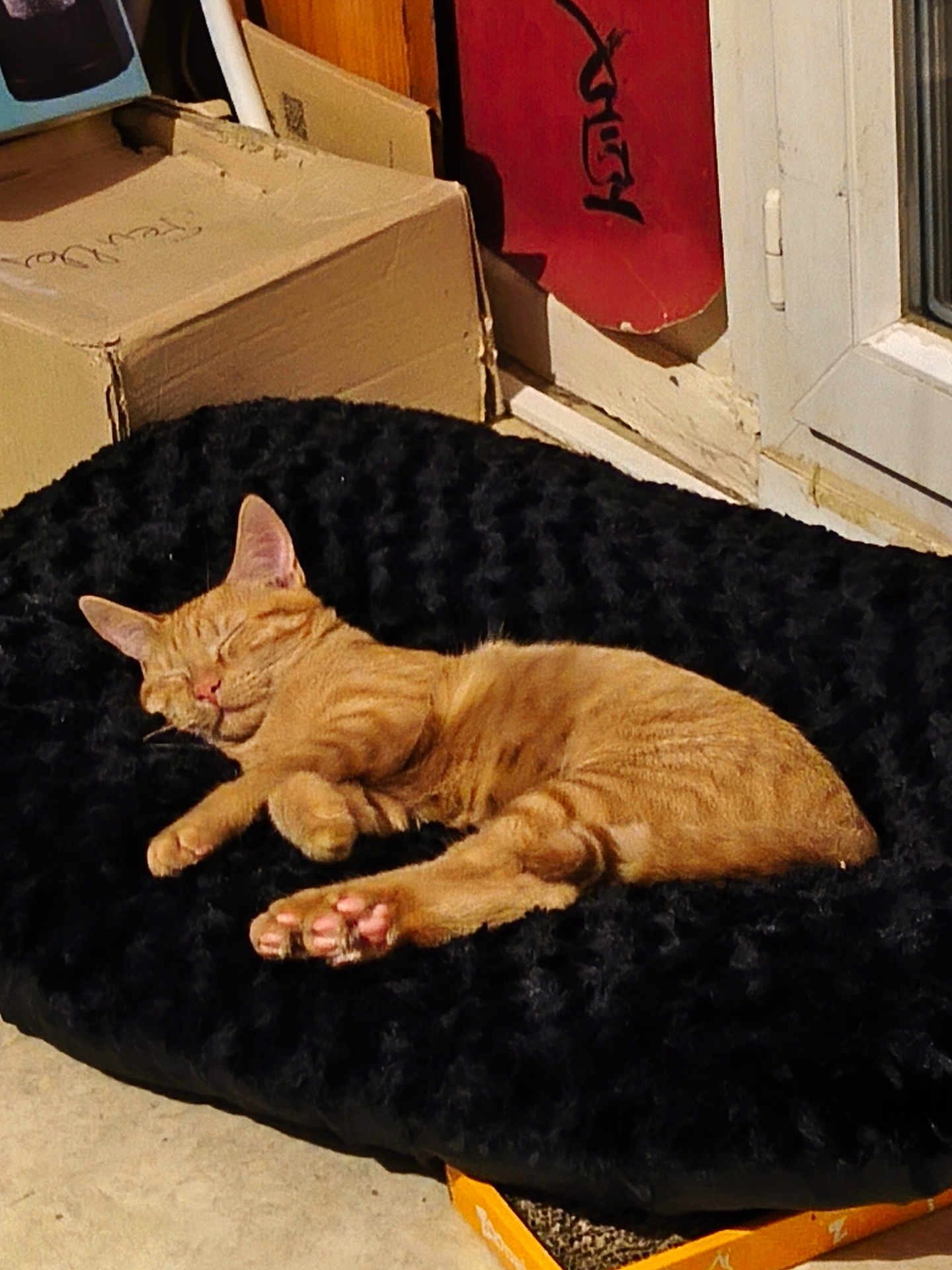 Soprano a rejoint le concours — aidez-le/la à gagner de superbes lots ! cat, ginger_cat, sleeping, cushion, black_cushion, cardboard_box, door, sunlight, indoor, relaxation, pet, animal, paw, fur, cozy, resting, home, quiet, peaceful, cute