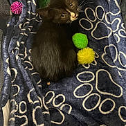 Oreo joined the competition — help win amazing prizes! kitten, black_and_white, cat, pet, blanket, paw_prints, toy, fuzzy_toy, green_toy, yellow_toy, pink_toy, cozy, indoor, cute, small, fur, whiskers, looking_up, resting, playful
