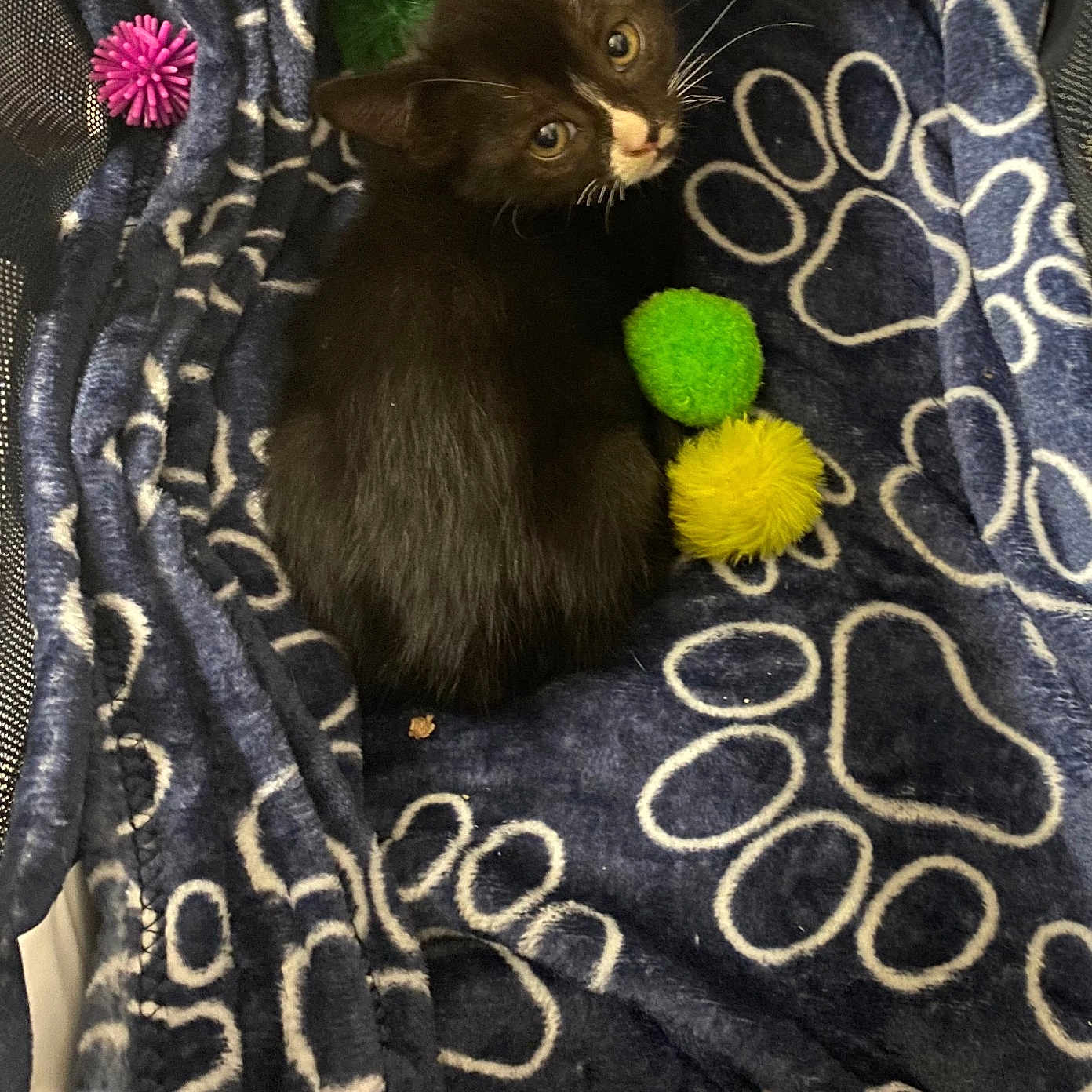 Oreo