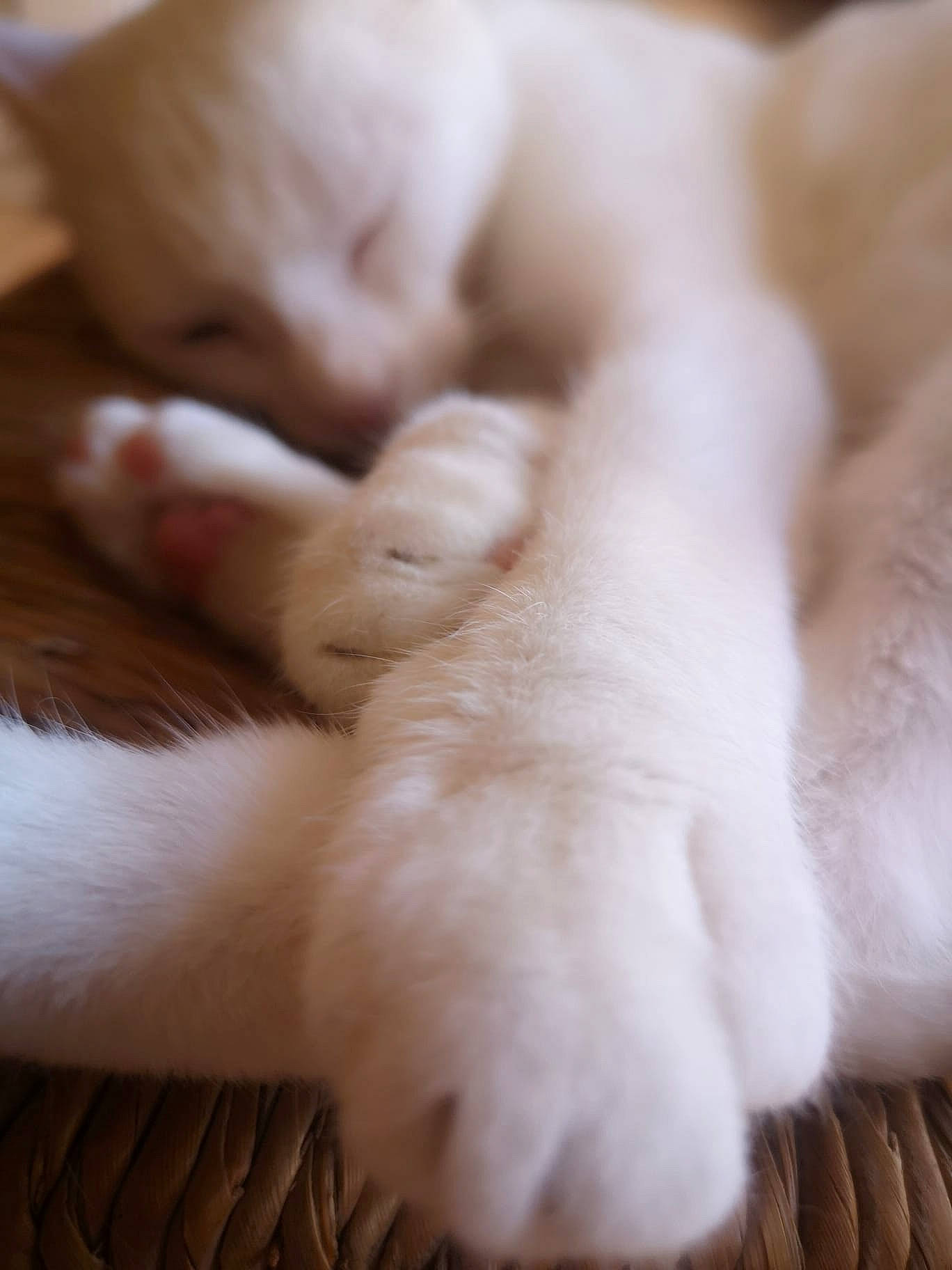 Mozza participe au concours pour gagner de l'argent avec cette photo : canidae, carnivore, cat, claw, comfort, companion_dog, domestic_short_haired_cat, fawn, felidae, fur, nap, paw, sleep, small_to_medium_sized_cats, snout, sporting_group, tail, whiskers