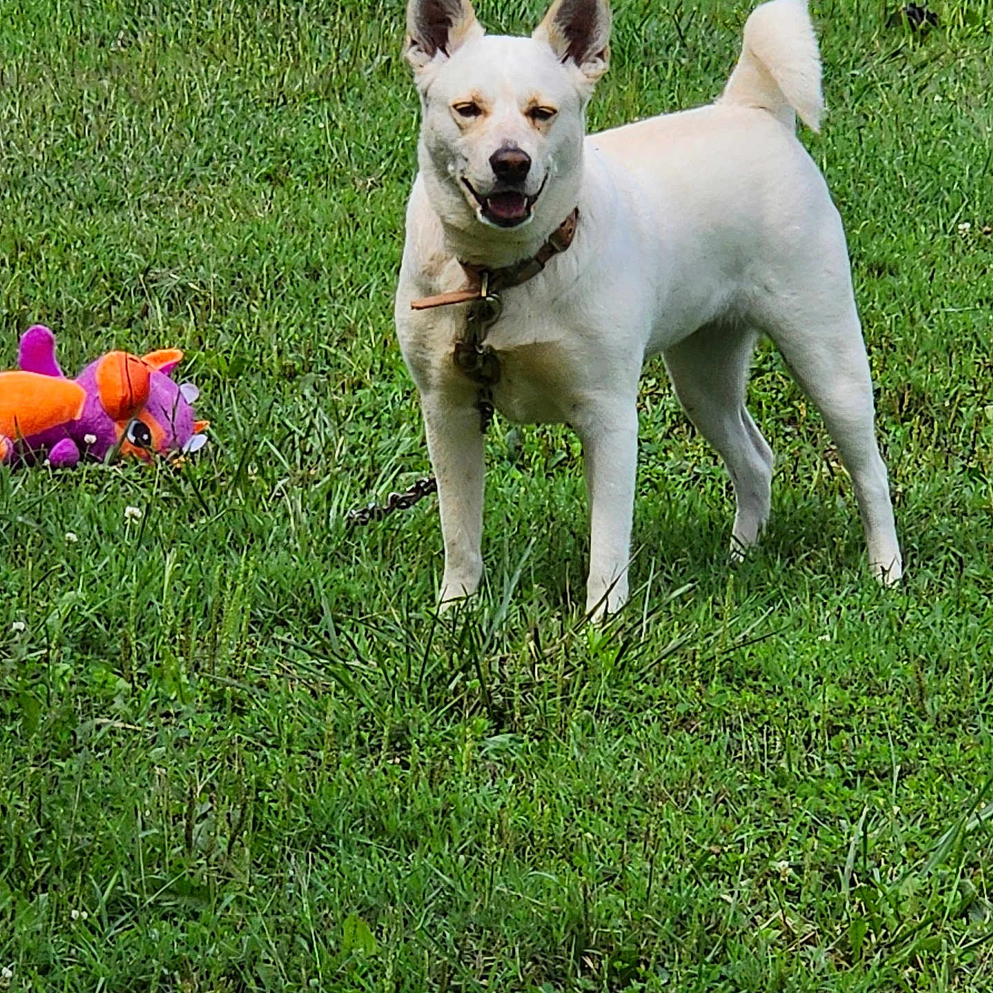 Missy is registered to the contest to win money with this photo: accessories, animal, ball, canine, dog, flower, football, grass, lawn, nature, outdoors, pet, plant, puppy, soccer, soccerball, sport, strap, toy, whitedog