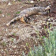 Yuva participe au concours pour gagner de l'argent avec cette photo : animal, cat, curious, earth, eyes, fur, gravel, greenery, ground, laying_down, nature, outdoor, pet, plants, relaxed, resting, stone, sunlight, tortoiseshell_cat, wood_planks