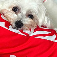 Lady is registered to the contest to win money with this photo: dog, white_dog, fluffy, small_dog, pet, animal, face, eyes, nose, fur, sleepy, cute, portrait, blanket, red_blanket, white_pattern, indoors, cozy, closeup, photography