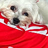 dog, white_dog, fluffy, small_dog, pet, animal, face, eyes, nose, fur, sleepy, cute, portrait, blanket, red_blanket, white_pattern, indoors, cozy, closeup, photography