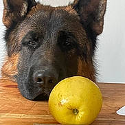 Atlas participe au concours pour gagner de l'argent avec cette photo : animal, apple, black, brown, close_up, curious, dog, ears, face, fruit, fur, german_shepherd, indoor, pet, resting, snout, still_life, table, wood, yellow