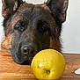 animal, apple, black, brown, close_up, curious, dog, ears, face, fruit, fur, german_shepherd, indoor, pet, resting, snout, still_life, table, wood, yellow
