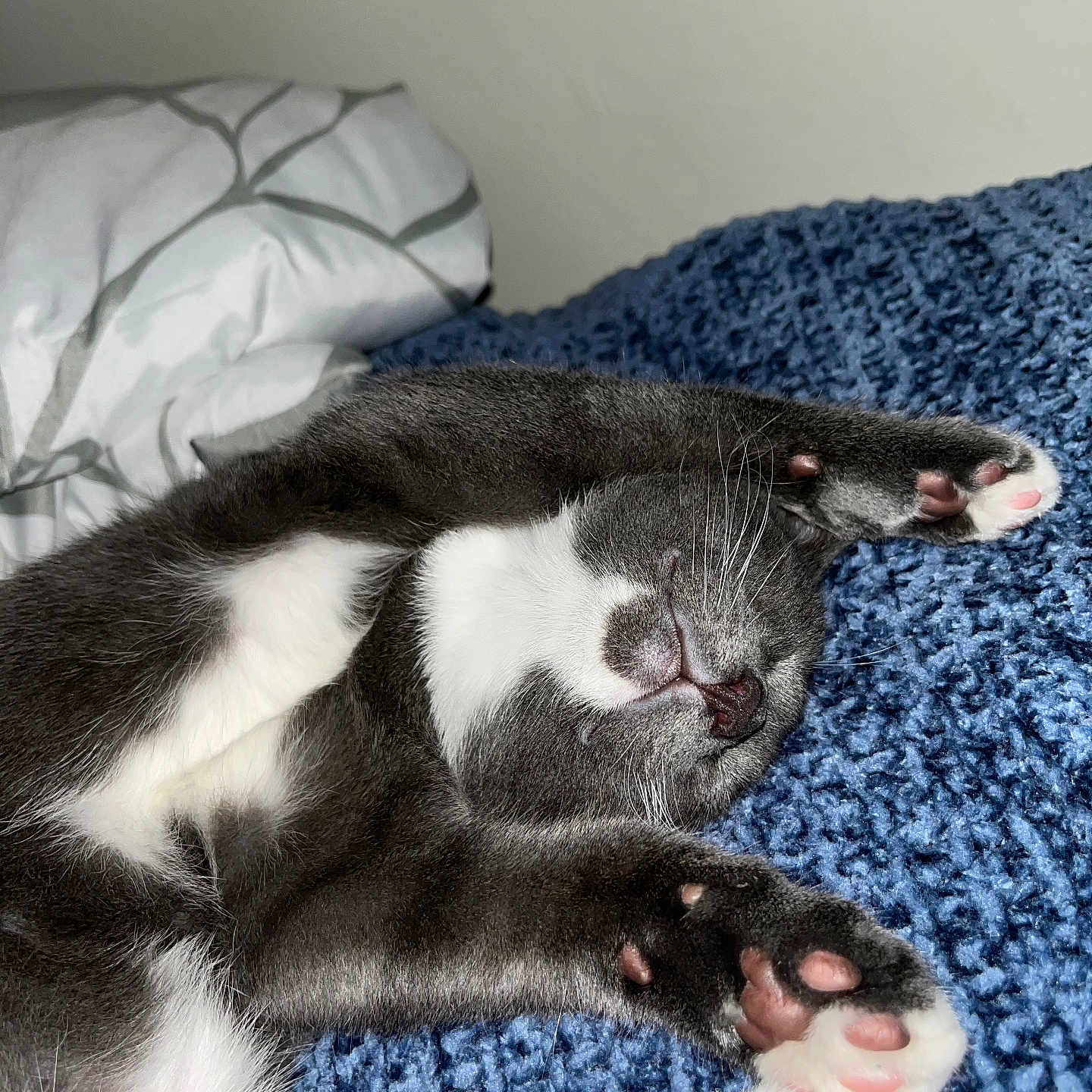 Jameson Joe Jamal joined the competition — help win amazing prizes! abyssinian, animal, bed, bedroom, blanket, canine, cat, couch, cushion, dog, furniture, homedecor, indoors, kitten, manx, person, pet, quilt, room, sleeping