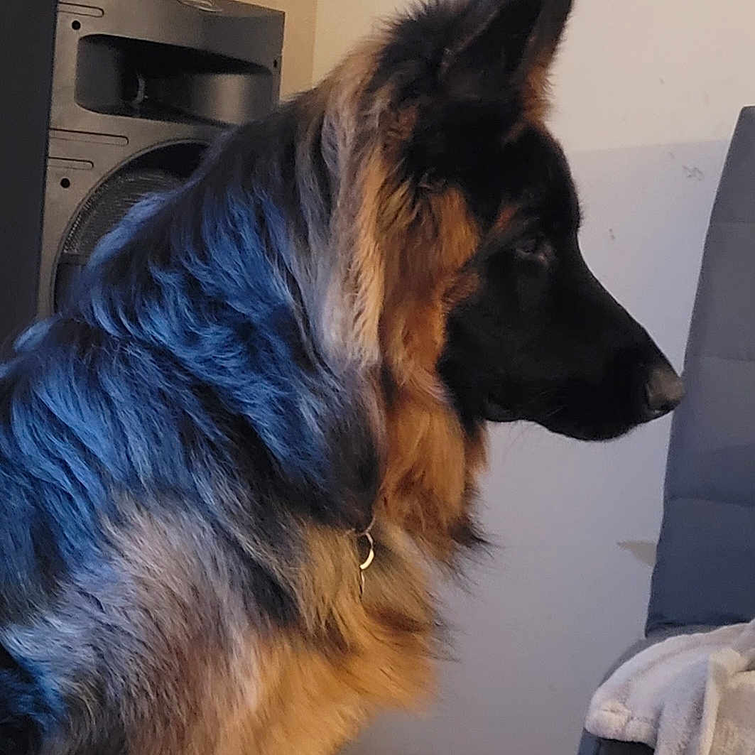 Tyser participe au concours pour gagner de l'argent avec cette photo : animal, black, blanket, calm, canine, chair, companion, dog, domestic, floor, fur, german_shepherd, indoor, looking_away, pet, side_view, sitting, speaker, tan, tile_floor