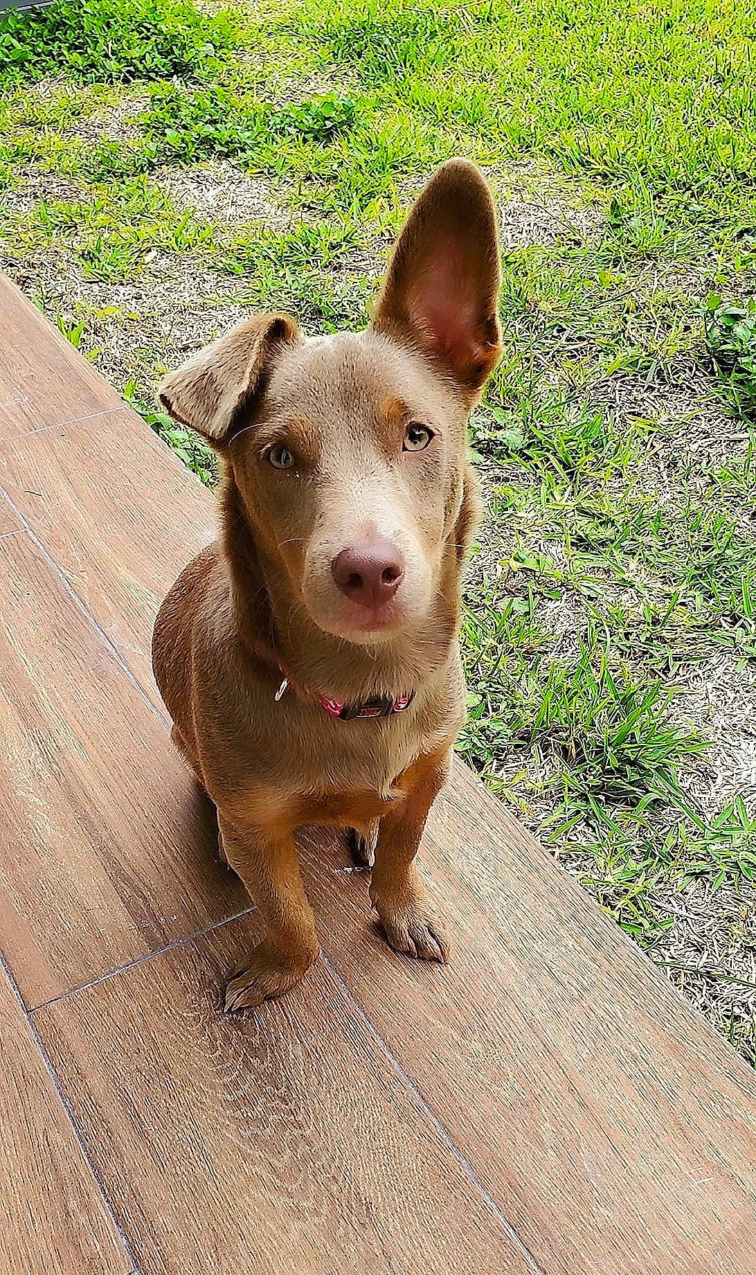 Lucy Lou is registered to the contest to win money with this photo: brown, canidae, canis_panther, carnivore, collar, companion_dog, dog, dog_breed, fawn, guard_dog, hunting_dog, liver, skin, snout, sporting_group, tongue, working_animal, working_dog