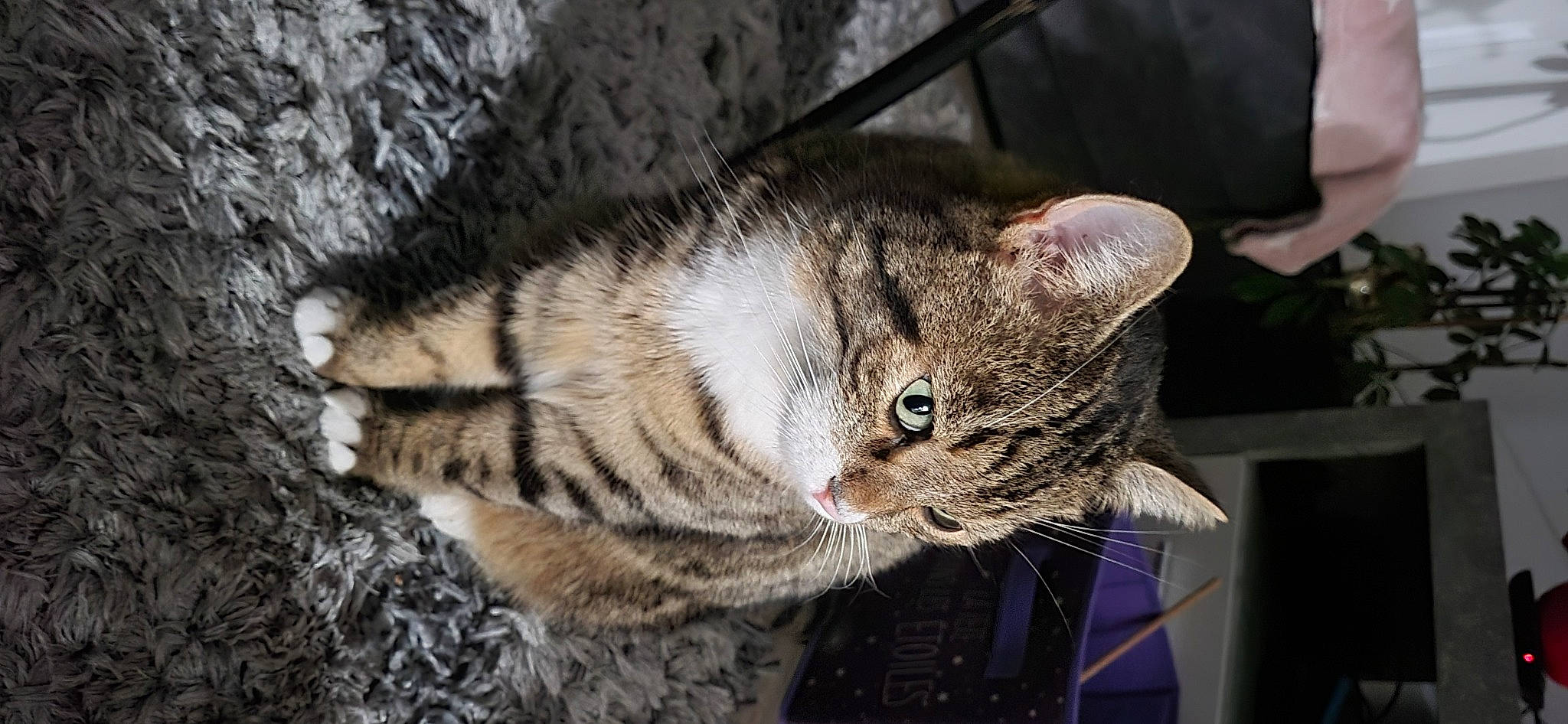 Filou participe au concours pour gagner de l'argent avec cette photo : carnivore, cat, claw, domestic_short_haired_cat, eye, felidae, fur, grass, head, paw, small_to_medium_sized_cats, snout, tail, terrestrial_animal, tree, whiskers, wildlife, window
