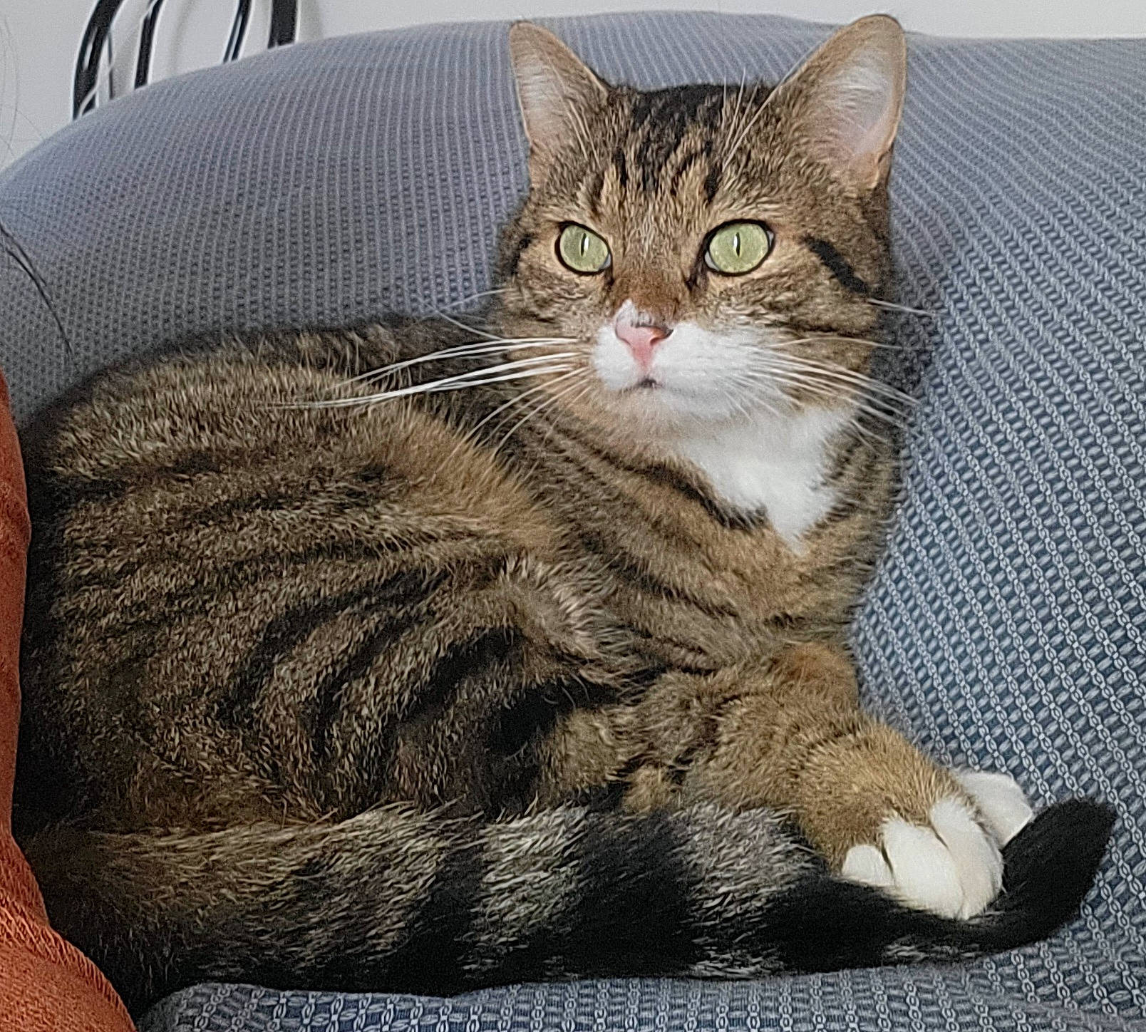 Filou