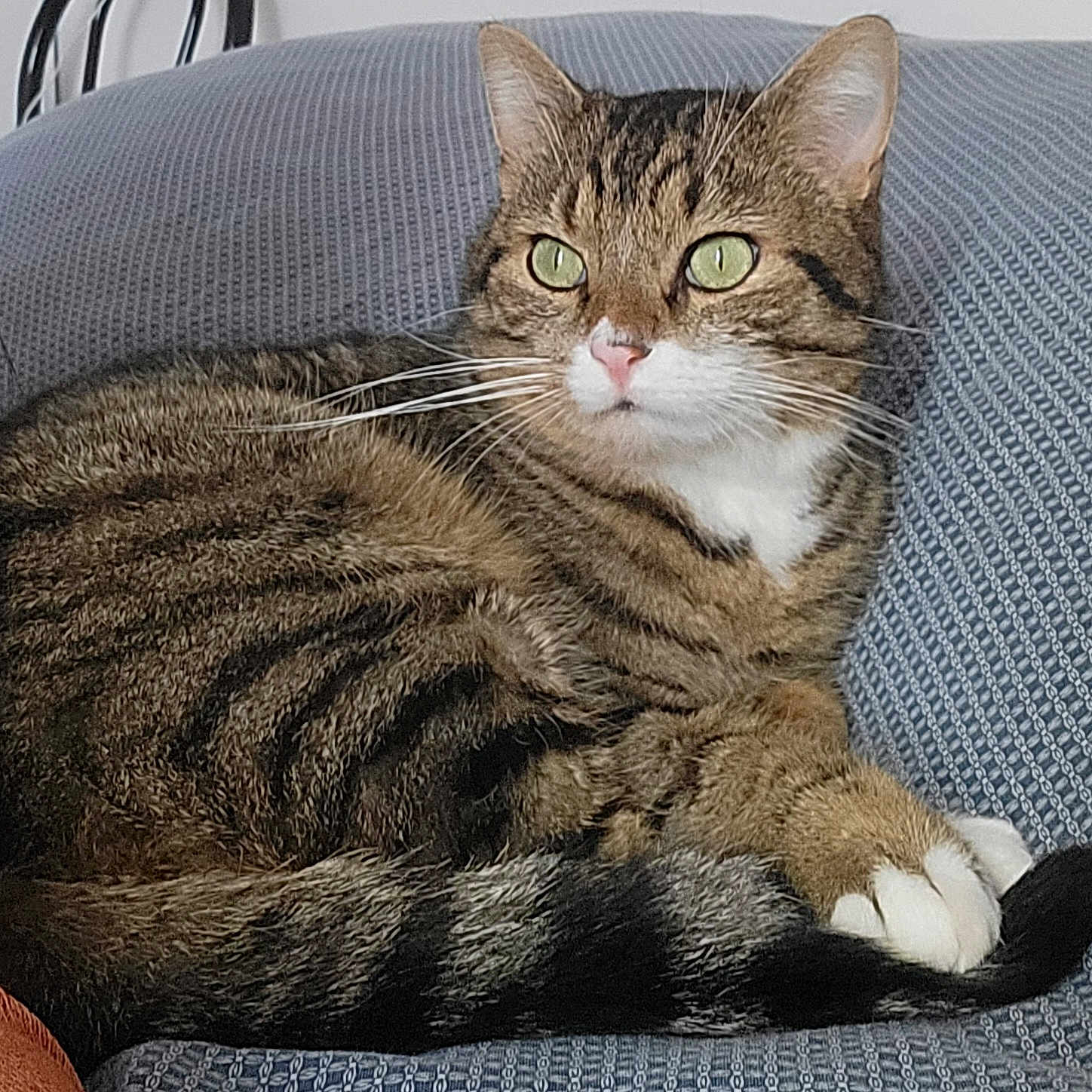 Filou