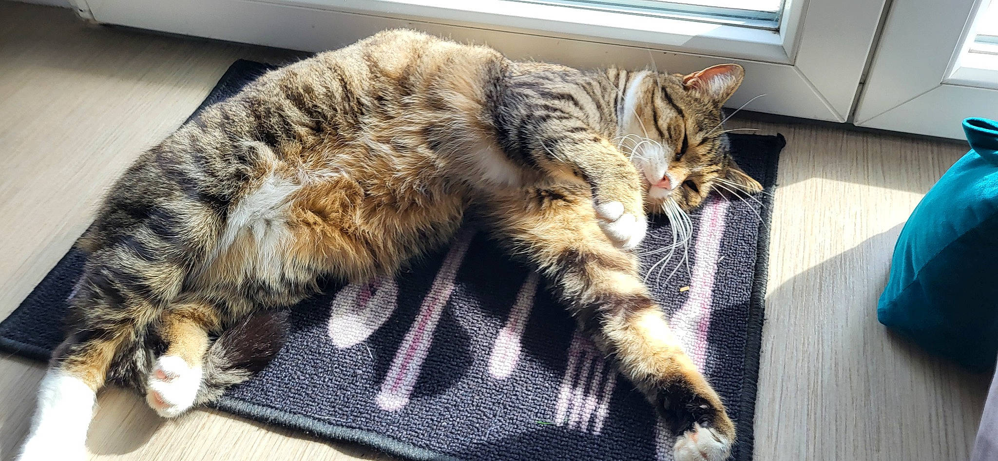 Filou a rejoint le concours — aidez-le/la à gagner de superbes lots ! carnivore, cat, claw, comfort, domestic_short_haired_cat, felidae, fur, nap, paw, sleep, small_to_medium_sized_cats, snout, tail, terrestrial_animal, whiskers, window