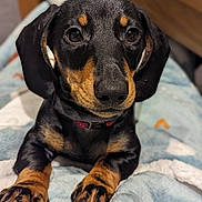 Enzo joined the competition — help win amazing prizes! animal, beagle, blanket, canine, dog, dogbed, hound, labradorretriever, laundry, person, pet, puppy, sleeping, snout