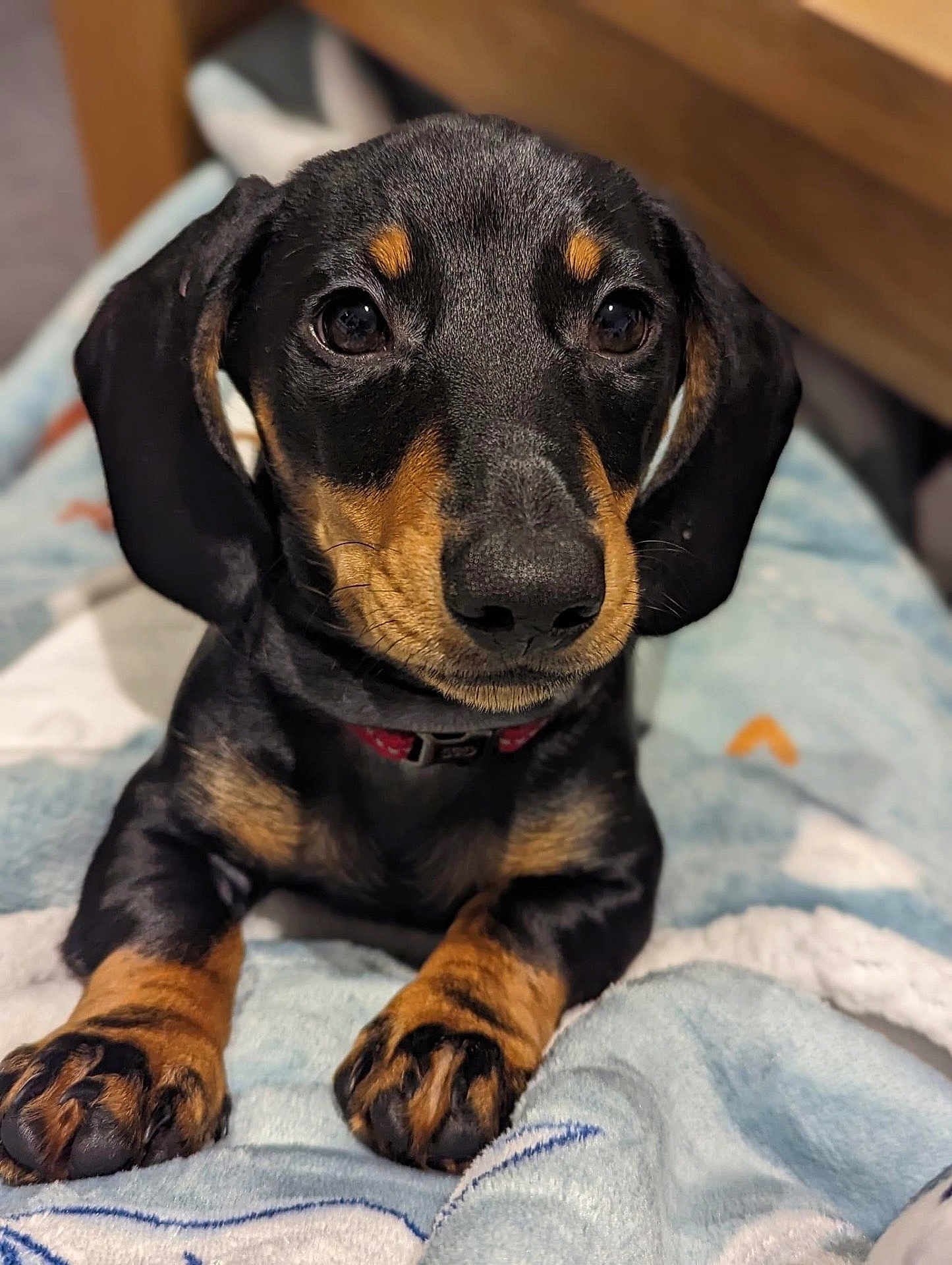 Enzo