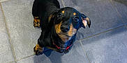 Enzo is registered to the contest to win money with this photo: accessories, animal, beagle, bulldog, canine, clothing, dog, furniture, glove, hound, indoors, interiordesign, labradorretriever, leash, pet, puppy, slate, strap, tile, wood
