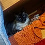 Gunner joined the competition — help win amazing prizes! cat, siamese_cat, blanket, towel, wooden_shelf, indoor, cozy, pet, fur, resting, curious, blue_eyes, soft_texture, fabric, animal, domestic, relaxing, pile, colorful, furniture