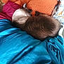 Gunner joined the competition — help win amazing prizes! cat, sleeping, blanket, cushion, orange, blue, cozy, indoor, pet, resting, fur, comfort, relaxed, animal, home, soft, nap, warm, texture, cute