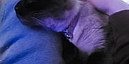 Gunner is registered to the contest to win money with this photo: cat, animal, pet, collar, lap, person, hand, fur, indoor, wooden_floor, cozy, relaxed, snuggling, sleeping, dark_fur, soft_lighting, comfort, resting, companion, domestic