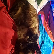 Gunner joined the competition — help win amazing prizes! cat, sleeping, bed, blanket, pillow, indoor, fur, animal, pet, cozy, resting, cute, colorful, comfort, feline, relaxing, paw, soft, warm, domestic