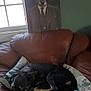 dog, portrait, painting, couch, quilt, pillow, window, indoor, brown, black_dog, resting, furniture, wall, hat, suit, tie, vintage, cozy, home, relaxing