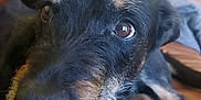 Moonpie joined the competition — help win amazing prizes! dog, close_up, black_dog, brown_tan_fur, scruffy, pet, indoor, leather_couch, relaxed, animal, fur, canine, looking_up, whiskers, ears, collar, home, background_blur, bright, resting