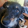 dog, close_up, black_dog, brown_tan_fur, scruffy, pet, indoor, leather_couch, relaxed, animal, fur, canine, looking_up, whiskers, ears, collar, home, background_blur, bright, resting