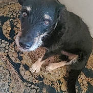 Moonpie joined the competition — help win amazing prizes! dog, black_dog, tan_paws, carpet, patterned_rug, indoor, door, pet, animal, fur, floor, looking_up, canine, ears, tail, house, curious, sitting, domestic, companion