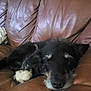 dog, sleeping, leather_couch, brown_couch, indoor, pet, animal, resting, cozy, fur, black_dog, white_paws, relaxation, home, living_room, cute, canine, domestic_animal, napping, calm