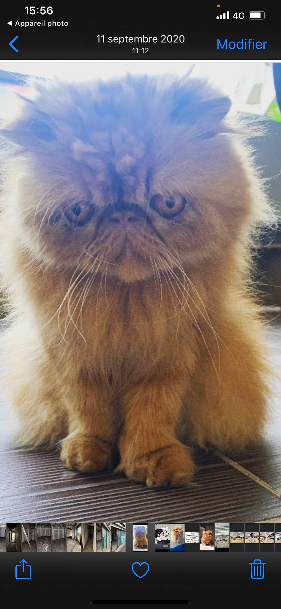 Loukoum a rejoint le concours — aidez-le/la à gagner de superbes lots ! british_longhair, carnivore, cat, claw, electric_blue, eye, fawn, felidae, fur, grass, hair, happy, paw, small_to_medium_sized_cats, snout, tail, terrestrial_animal, whiskers, wildlife, working_animal