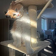 Sun a rejoint le concours — aidez-le/la à gagner de superbes lots ! cat, cat_tree, orange_cat, white_cat, pet, indoor, sunlight, furniture, living_room, cozy, home, cute, animal, fluffy, paw, whiskers, window, shadow, relaxing, domestic