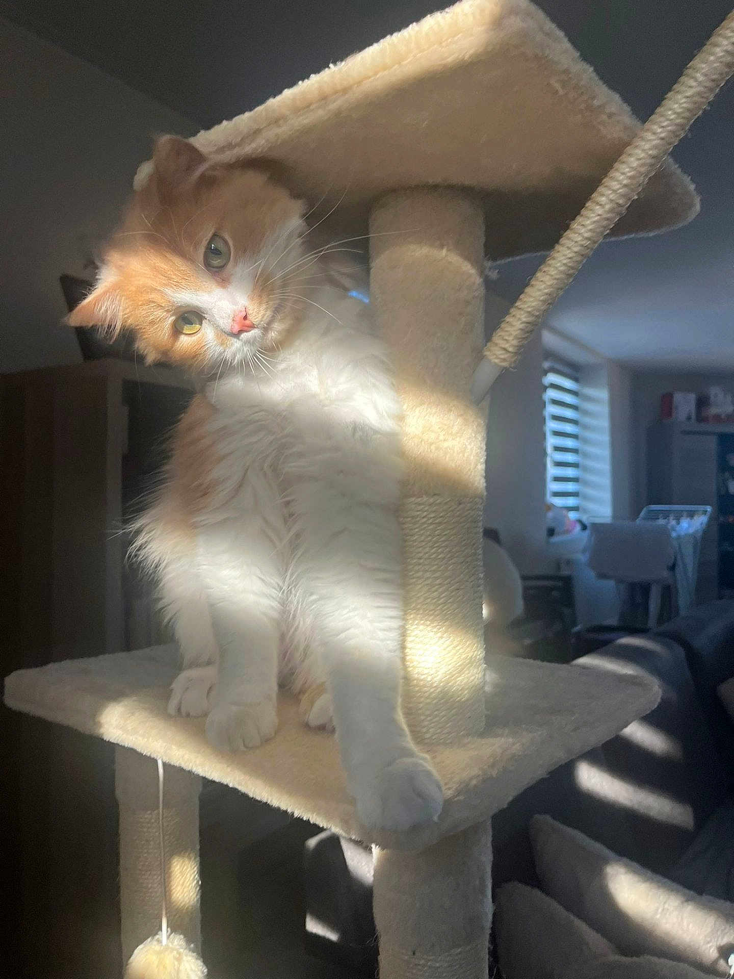 Sun a rejoint le concours — aidez-le/la à gagner de superbes lots ! cat, cat_tree, orange_cat, white_cat, pet, indoor, sunlight, furniture, living_room, cozy, home, cute, animal, fluffy, paw, whiskers, window, shadow, relaxing, domestic