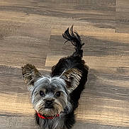 Walnut joined the competition — help win amazing prizes! adorable, alert, animal, black_fur, carpet, companion, cute, dog, domestic_animal, ears, floor, fur, gray_fur, indoor, looking_up, pet, red_collar, small_dog, tail, wooden_floor