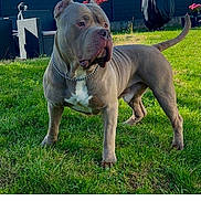 Broly participe au concours pour gagner de l'argent avec cette photo : american_bully, dog, pet, grass, outdoor, yard, fence, chain_collar, blue_sky, garden_furniture, covered_object, shadow, sunlight, social_media_post, comment_section, profile_picture, likes, text_overlay, photograph, animal